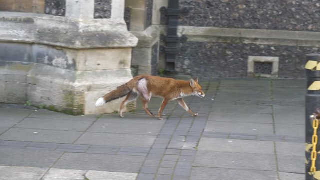 A fox is running on a street.