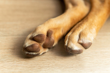 Close-up Labrador retriever mixed dog paws on wooden floor.