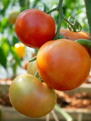 red tomatoes on a branch