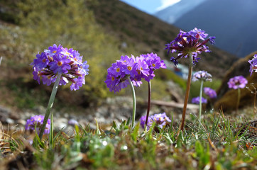 Purple flowers of Primula denticulata (Drumstick Primula) in spring in Himalaya mountains, Nepal (near Dhole village on the way to Gokyo)