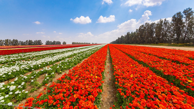 Wide red field with stripes of asian buttercup