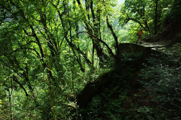 Obraz premium Trekking in Nepal Himalayas. Hiker in green forest, Lower part of Everest trek - trail between Jiri and Lukla