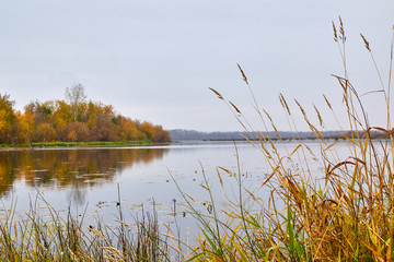 Autumn landscape with water, yellow glass and yellow forest background