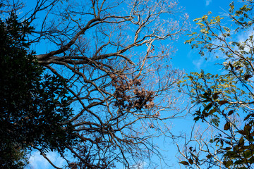 木と空