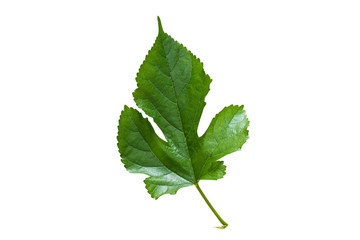 Fototapeta premium green leaf isolated on white background