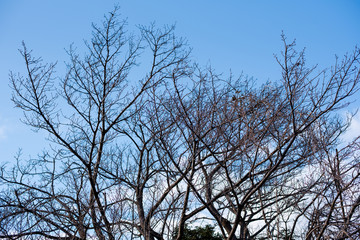 木と空
