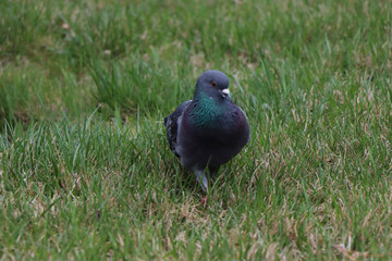 pigeon on the grass, голубь на траве