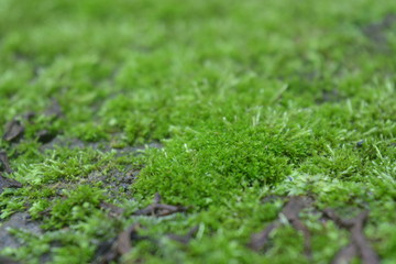 Naklejka premium moss on green grass background