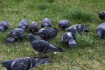 pigeons on the grass