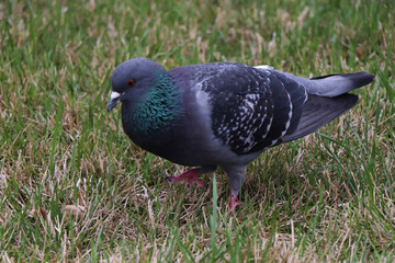 pigeon on the grass, голубь на траве