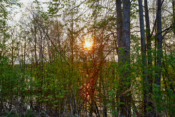 Fototapeta premium Landscape with tree and yellow and red sunset through branch of tree in a spring evening