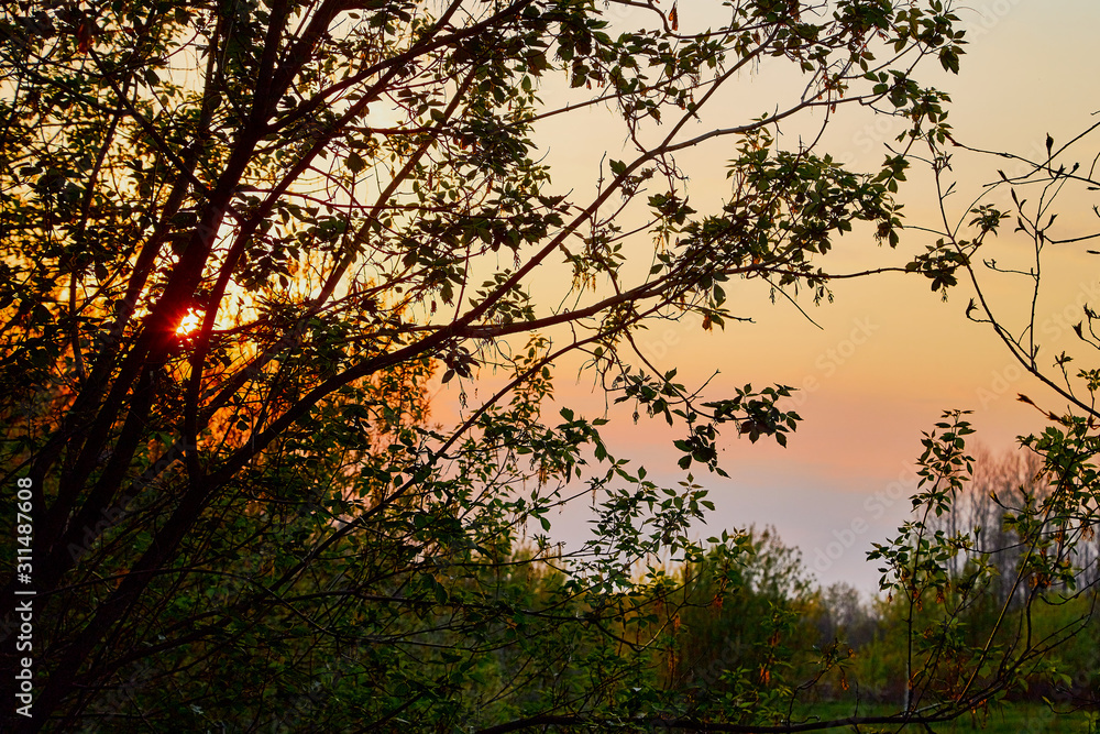 Wall mural landscape with tree and yellow and red sunset through branch of tree in a spring evening