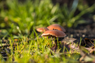 close up of few brown mushrooms grown  on green grass field under the sun in the forest