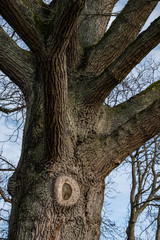 close up of a thick tree trunk with many branches in the park 