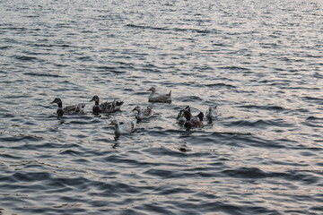 ducks on lake