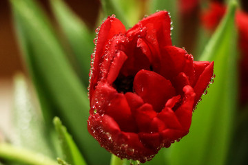 dew on a tulip