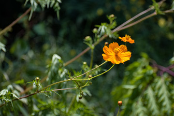 yellow flower on green background of grass