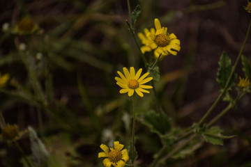 flowers in garden