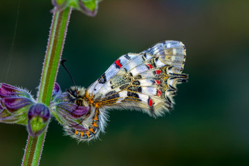 Fototapeta na wymiar Closeup beautiful butterflies ( Zerynthia cerisyi ) sitting on the flower.