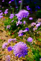 Close up pincushion, Scabiosa  blossom in summer season