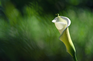 Extreme closeup of white calla lily (Zantedeschia aethiopica) on blurred green background, floral wallpaper with copy space