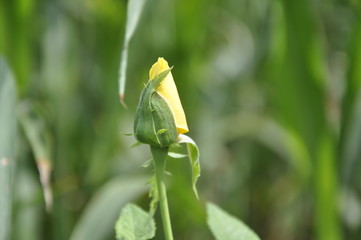 yellow beautiful rose