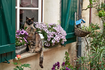 Two cats sitting on a window sill between plants in Cadillac