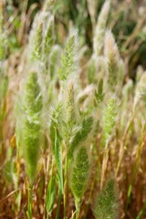 beautiful fox tail grass in field