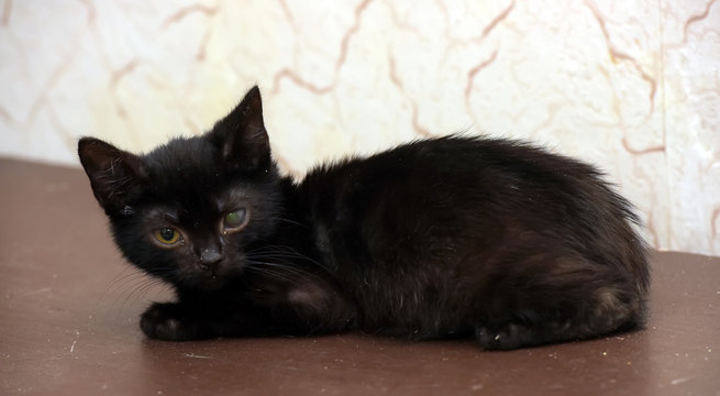 kitten with an eyesore, a leukoma or an eyesore