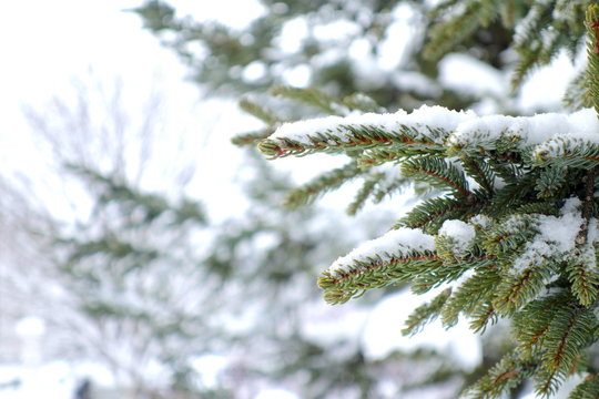 Soft white snow on green leaves in public park at Hokkaido. The weather is -2 Celsius. Very cold. Beautiful natural background. Copy space for any text design.