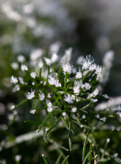 ice crystals on grass as background