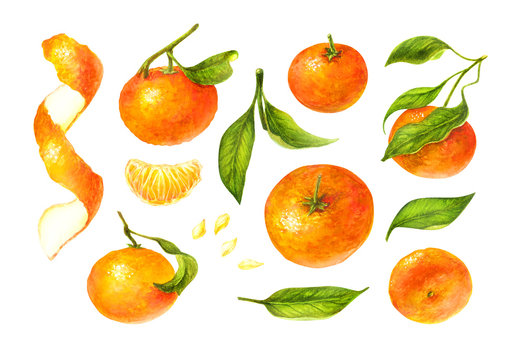 Mandarin and green leaves watercolor collection of citrus fruits, orange, botanical painting. Set mandarin branches elements, illustration isolated on white background