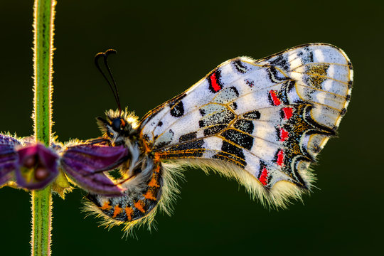 รูปภาพCerisyi เลือกดูภาพถ่ายสต็อก เวกเตอร์ และวิดีโอ337 Adobe Stock