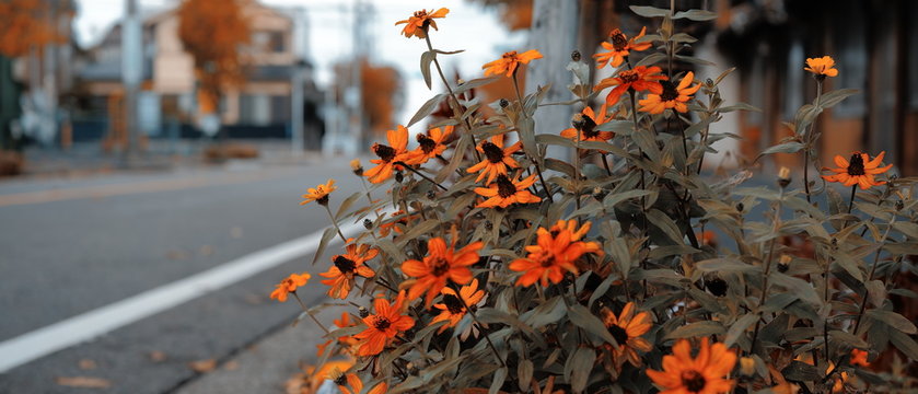 花