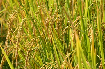 close up of ripening rice in a paddy field