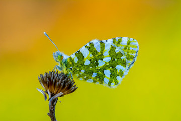 Closeup   beautiful butterflies ( Green-Dapled White) sitting on the flower. © blackdiamond67