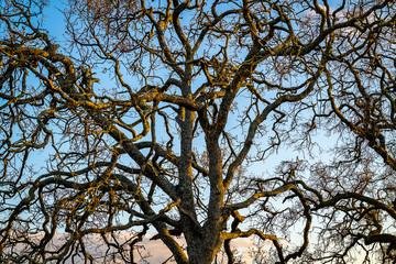 Sunset from Mount Diablo State Park