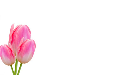 Tulip flowers isolated