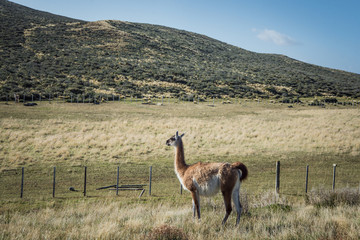 landscape with mountain and animal guanaco