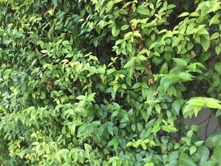 green plants in the garden