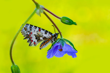 Closeup   beautiful butterflies ( Zerynthia cerisyi ) sitting on the flower. © blackdiamond67