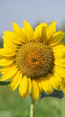 Close up sunflower with Blue sky.