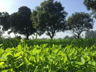 green grass field landscape morning view.