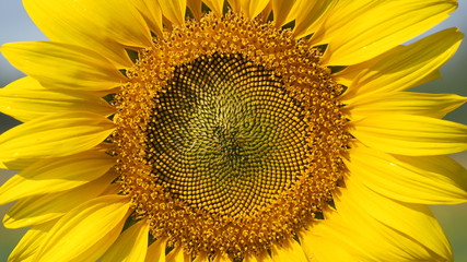 Close up sunflower with Blue sky.