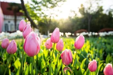 Gordijnen Pink tulip flowers in spring © SN