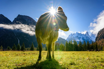 Cows graze on alpine hills in sun beams. Picturesque and gorgeous day scene. Italian Alps in South...