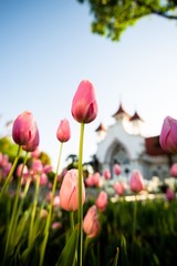 Pink tulip flowers in spring