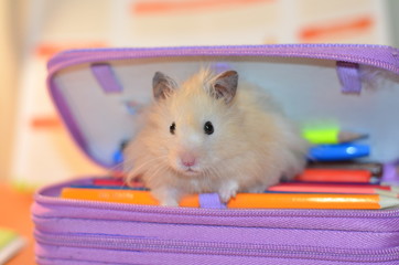 Fluffy beige hamster. Mouse. Sits in a pencil case with pencils on the table. Looks right into the frame.