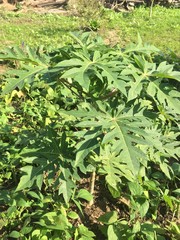 young plants and fruits in my home garden.
