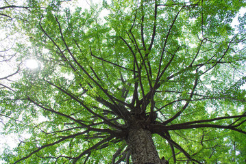 見上げて見た木